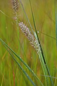 KNOLL GARDENS, DORSET: SEPTEMBER, FLOWERS, BLOOMS OF PENNISETUM CASSIANS CHOICE, ORNAMENTAL GRASSES, PERENNIALS