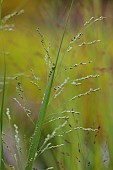 KNOLL GARDENS, DORSET: SEPTEMBER, FLOWERS OF PANICUM SEA MIST, GRASSES, ORNAMENTAL, PERENNIALS