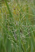 KNOLL GARDENS, DORSET: SEPTEMBER, FLOWERS OF PANICUM SEA MIST, GRASSES, ORNAMENTAL, PERENNIALS