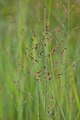 KNOLL GARDENS, DORSET: SEPTEMBER, FLOWERS OF PANICUM HEAVY METAL, GRASSES, ORNAMENTAL, PERENNIALS