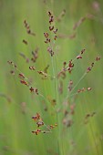 KNOLL GARDENS, DORSET: SEPTEMBER, FLOWERS OF PANICUM HEAVY METAL, GRASSES, ORNAMENTAL, PERENNIALS