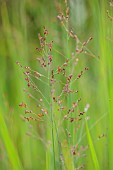 KNOLL GARDENS, DORSET: SEPTEMBER, FLOWERS OF PANICUM HEAVY METAL, GRASSES, ORNAMENTAL, PERENNIALS