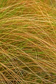 KNOLL GARDENS, DORSET: SEPTEMBER, LEAVES, FOLIAGE OF JARAVA ICHU, ORNAMENTAL GRASSES, PERENNIALS, PERUVIAN FEATHER GRASS
