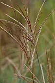 KNOLL GARDENS, DORSET: SEPTEMBER, FLOWERS OF MISCANTHUS STARLIGHT, ORNAMENTAL GRASSES, PERENNIALS