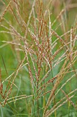 KNOLL GARDENS, DORSET: SEPTEMBER, FLOWERS OF MISCANTHUS STARLIGHT, ORNAMENTAL GRASSES, PERENNIALS