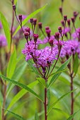 KNOLL GARDENS, DORSET: SEPTEMBER, PINK, PURPLE FLOWERS OF VERNONIA MAMMUTH, PERENNIALS