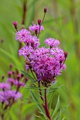 KNOLL GARDENS, DORSET: SEPTEMBER, PINK, PURPLE FLOWERS OF VERNONIA MAMMUTH, PERENNIALS