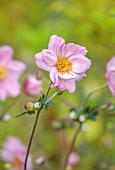 KNOLL GARDENS, DORSET: SEPTEMBER, PINK FLOWERS, BLOOMS OF ANEMONE KONIGEN CHARLOTTE, PERENNIALS