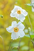 KNOLL GARDENS, DORSET: SEPTEMBER, WHITE FLOWERS, BLOOMS OF ANEMONE HONORINE JOBERT, PERENNIALS