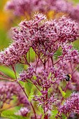 KNOLL GARDENS, DORSET: SEPTEMBER, PINK, RED, FLOWERS OF EUPATORIUM BABY JOE, JOE PYEWEED, PERENNIALS
