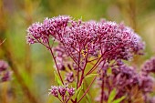 KNOLL GARDENS, DORSET: SEPTEMBER, PINK, RED, FLOWERS OF EUPATORIUM BABY JOE, JOE PYEWEED, PERENNIALS