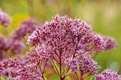 KNOLL GARDENS, DORSET: SEPTEMBER, PINK, RED, FLOWERS OF EUPATORIUM BABY JOE, JOE PYEWEED, PERENNIALS