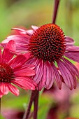 KNOLL GARDENS, DORSET: SEPTEMBER, PINK, RED, FLOWERS OF ECHINACEA SUNSEEKERS RED, PERENNIALS