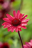 KNOLL GARDENS, DORSET: SEPTEMBER, PINK, RED, FLOWERS OF ECHINACEA SUNSEEKERS RED, PERENNIALS