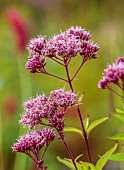 KNOLL GARDENS, DORSET: SEPTEMBER, PINK, RED, FLOWERS OF EUPATORIUM ANKUMS AUGUST, JOE PYEWEED, PERENNIALS