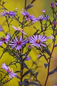 KNOLL GARDENS, DORSET: SEPTEMBER, PURPLE FLOWERS OF ASTER PRAIRIE PURPLE, PERENNIALS