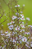 KNOLL GARDENS, DORSET: SEPTEMBER, PALE BLUE FLOWERS OF ASTER SILVER SPRAY, PERENNIALS