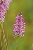 KNOLL GARDENS, DORSET: SEPTEMBER, PINK FLOWERS OF SANGUISORBA PINK BRUSHES, PERENNIALS