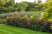 PRIVATE GARDEN, BERKSHIRE: ISTVAN DUDAS: LAWN, BORDER, DAHLIA DAVID HOWARD, CANNA MUSIFOLIA, LAVANDULA VERA, SALVIA AMISTAD