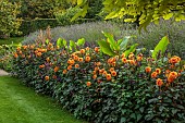 PRIVATE GARDEN, BERKSHIRE: ISTVAN DUDAS: LAWN, BORDER, DAHLIA DAVID HOWARD, CANNA MUSIFOLIA, LAVANDULA VERA