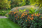 PRIVATE GARDEN, BERKSHIRE: ISTVAN DUDAS: LAWN, BORDER, DAHLIA DAVID HOWARD, CANNA MUSIFOLIA, LAVANDULA VERA, SALVIA AMISTAD