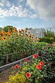 PRIVATE GARDEN, BERKSHIRE: ISTVAN DUDAS: VEGETABLE GARDEN, POTAGER, KITCHEN GARDEN, FLOWERS FOR CUTTING, DAHLIAS BROWN SUGAR, KARMA CHOC, THOMAS EDISON, HELIANTHUS ANNUUS SONJA