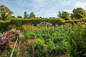 PRIVATE GARDEN, BERKSHIRE: ISTVAN DUDAS: VEGETABLE GARDEN, POTAGER, KITCHEN GARDEN, FLOWERS FOR CUTTING, DAHLIAS BROWN SUGAR, KARMA CHOC, THOMAS EDISON, HELIANTHUS ANNUUS SONJA