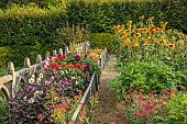 PRIVATE GARDEN, BERKSHIRE: ISTVAN DUDAS: VEGETABLE GARDEN, POTAGER, KITCHEN GARDEN, FLOWERS FOR CUTTING, DAHLIAS BROWN SUGAR, KARMA CHOC, THOMAS EDISON, HELIANTHUS ANNUUS SONJA