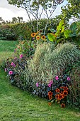 PRIVATE GARDEN, BERKSHIRE: ISTVAN DUDAS; BORDER, PHALARIS ARUNDINACEA PICTA, DAHLIA FASCINATION, HELIANTHUS ANNUUS ASTRA ROSE, RUDBECKIA HIRTA CAPPUCCINO