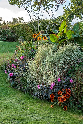 PRIVATE_GARDEN_BERKSHIRE_ISTVAN_DUDAS_BORDER_PHALARIS_ARUNDINACEA_PICTA_DAHLIA_FASCINATION_HELIANTHU