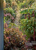 PRIVATE GARDEN, BERKSHIRE: ISTVAN DUDAS: HYDRANGEA VILLOSA, SALVIA BLUE SPIRE, SEDUM AUTUMN JOY, ARTEMISIA LACTIFLORA, CALAMAGROSTIS KARL FOERSTER, AMARANTHUS MIRA, MUSA BASJOO
