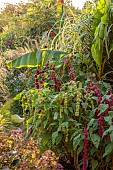 PRIVATE GARDEN, BERKSHIRE: ISTVAN DUDAS: AMARANTHUS MIRA, MUSA BASJOO, SALVIA CONFERTIFLORA,  CANNA IRIDIFLORA X EHEMANII