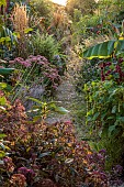 PRIVATE GARDEN, BERKSHIRE: ISTVAN DUDAS: HYDRANGEA VILLOSA, SALVIA BLUE SPIRE, SEDUM AUTUMN JOY, ARTEMISIA LACTIFLORA, CALAMAGROSTIS KARL FOERSTER, AMARANTHUS MIRA, MUSA BASJOO