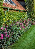 PRIVATE GARDEN, BERKSHIRE: ISTVAN DUDAS: BORDER, DAHLIA FASCINATION, MOLLY RAVEN, KARMA CHOC, SALVIA AMISTAD, CANNA MUSIFOLIA, LAWN