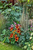 PRIVATE GARDEN, BERKSHIRE: ISTVAN DUDAS: PANICUM RED FLAME, RICINUS BLUE GIANT, CANNA MUSIFOLIA, RUDBECKIA CAPPUCCINO, VERBASCUM ALBUM, ECHINACEA PURPUREUM