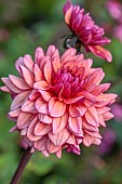 PRIVATE GARDEN, BERKSHIRE: ISTVAN DUDAS; PINK FLOWERS, BLOOMS OF DAHLIA MOLLY RAVEN