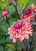 PRIVATE GARDEN, BERKSHIRE: ISTVAN DUDAS; PINK FLOWERS, BLOOMS OF DAHLIA MOLLY RAVEN