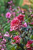 PRIVATE GARDEN, BERKSHIRE: ISTVAN DUDAS; PINK FLOWERS, BLOOMS OF DAHLIA MOLLY RAVEN