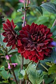 PRIVATE GARDEN, BERKSHIRE: ISTVAN DUDAS; PINK FLOWERS, BLOOMS OF DAHLIA KARMA CHOC