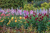 GREEN & GORGEOUS FLOWERS, OXFORDSHIRE: SEPTEMBER: DAHLIAS AND DELPHINIUMS IN THE CUTTING BEDS, BORDERS, CUT FLOWERS, BLOOMS, CUTTING GARDEN