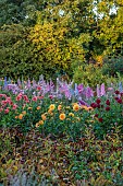 GREEN & GORGEOUS FLOWERS, OXFORDSHIRE: SEPTEMBER: DAHLIAS AND DELPHINIUMS IN THE CUTTING BEDS, BORDERS, CUT FLOWERS, BLOOMS, CUTTING GARDEN