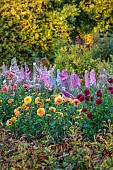 GREEN & GORGEOUS FLOWERS, OXFORDSHIRE: SEPTEMBER: DAHLIAS AND DELPHINIUMS IN THE CUTTING BEDS, BORDERS, CUT FLOWERS, BLOOMS, CUTTING GARDEN