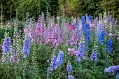 GREEN & GORGEOUS FLOWERS, OXFORDSHIRE: SEPTEMBER: DELPHINIUMS IN THE CUTTING BEDS, BORDERS, CUT FLOWERS, BLOOMS, CUTTING GARDEN