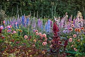 GREEN & GORGEOUS FLOWERS, OXFORDSHIRE: SEPTEMBER: DAHLIAS AND DELPHINIUMS IN THE CUTTING BEDS, BORDERS, CUT FLOWERS, BLOOMS, CUTTING GARDEN