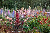 GREEN & GORGEOUS FLOWERS, OXFORDSHIRE: SEPTEMBER: DAHLIAS AND DELPHINIUMS IN THE CUTTING BEDS, BORDERS, CUT FLOWERS, BLOOMS, CUTTING GARDEN