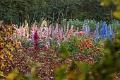 GREEN & GORGEOUS FLOWERS, OXFORDSHIRE: SEPTEMBER: DAHLIAS AND DELPHINIUMS IN THE CUTTING BEDS, BORDERS, CUT FLOWERS, BLOOMS, CUTTING GARDEN
