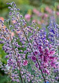GREEN & GORGEOUS FLOWERS, OXFORDSHIRE: SEPTEMBER: DELPHINIUMS IN THE CUTTING BEDS, BORDERS, CUT FLOWERS, BLOOMS, CUTTING GARDEN, DELPHINIUM DUSKY MAIDENS