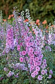 GREEN & GORGEOUS FLOWERS, OXFORDSHIRE: SEPTEMBER: DELPHINIUMS IN THE CUTTING BEDS, BORDERS, CUT FLOWERS, BLOOMS, CUTTING GARDEN, DELPHINIUM DUSKY MAIDENS