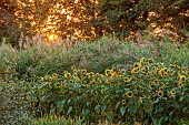 GREEN & GORGEOUS FLOWERS, OXFORDSHIRE: SEPTEMBER: SUNFLOWERS, GRASSES, MISCANTHUS SINENSIS IN THE CUTTING BEDS, BORDERS, CUT FLOWERS, BLOOMS, CUTTING GARDEN, SUNRISE