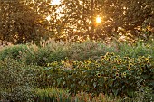 GREEN & GORGEOUS FLOWERS, OXFORDSHIRE: SEPTEMBER: SUNFLOWERS, GRASSES, MISCANTHUS SINENSIS IN THE CUTTING BEDS, BORDERS, CUT FLOWERS, BLOOMS, CUTTING GARDEN, SUNRISE